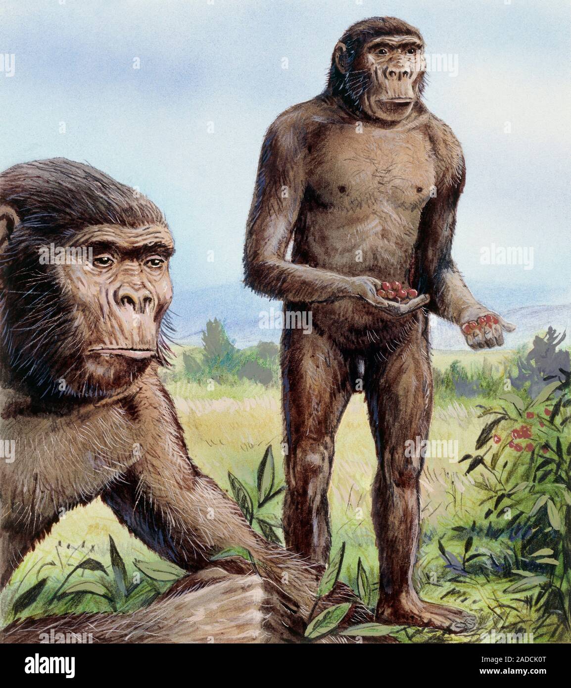 AUTRALOPITHECUS ROBUSTUS