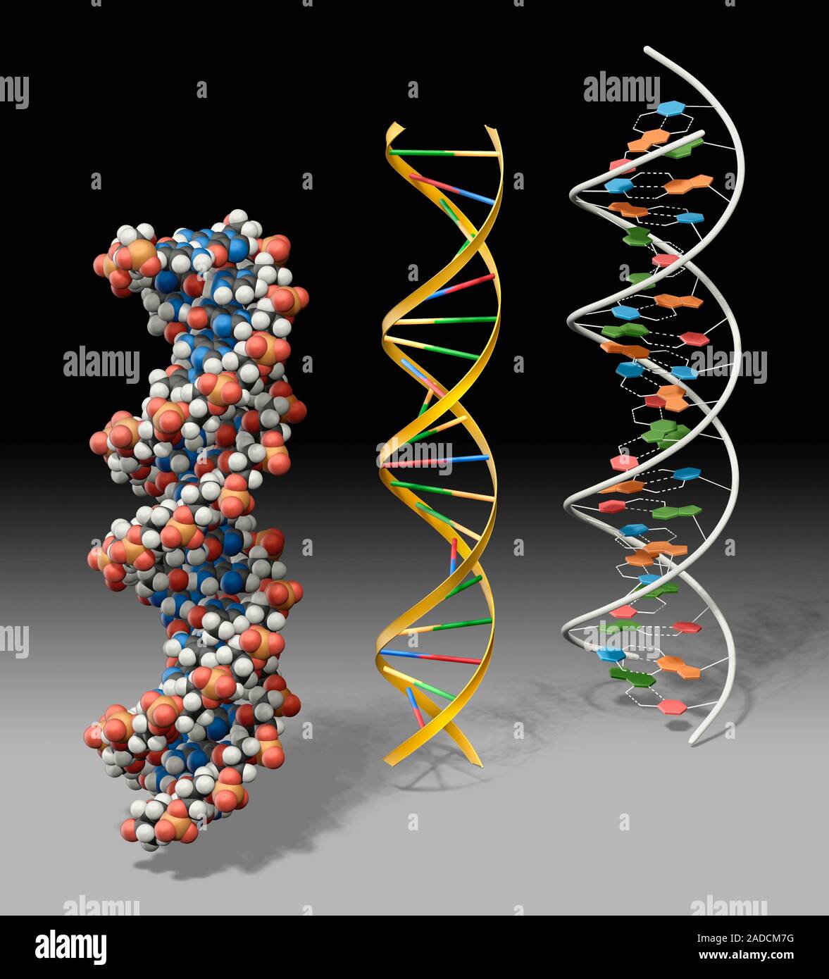 Las moléculas de ADN, equipo de ilustración. Tres modelos que representan  la estructura del ADN (ácido desoxirribonucleico) molécula. El ADN está  compuesto de dos strand Fotografía de stock - Alamy
