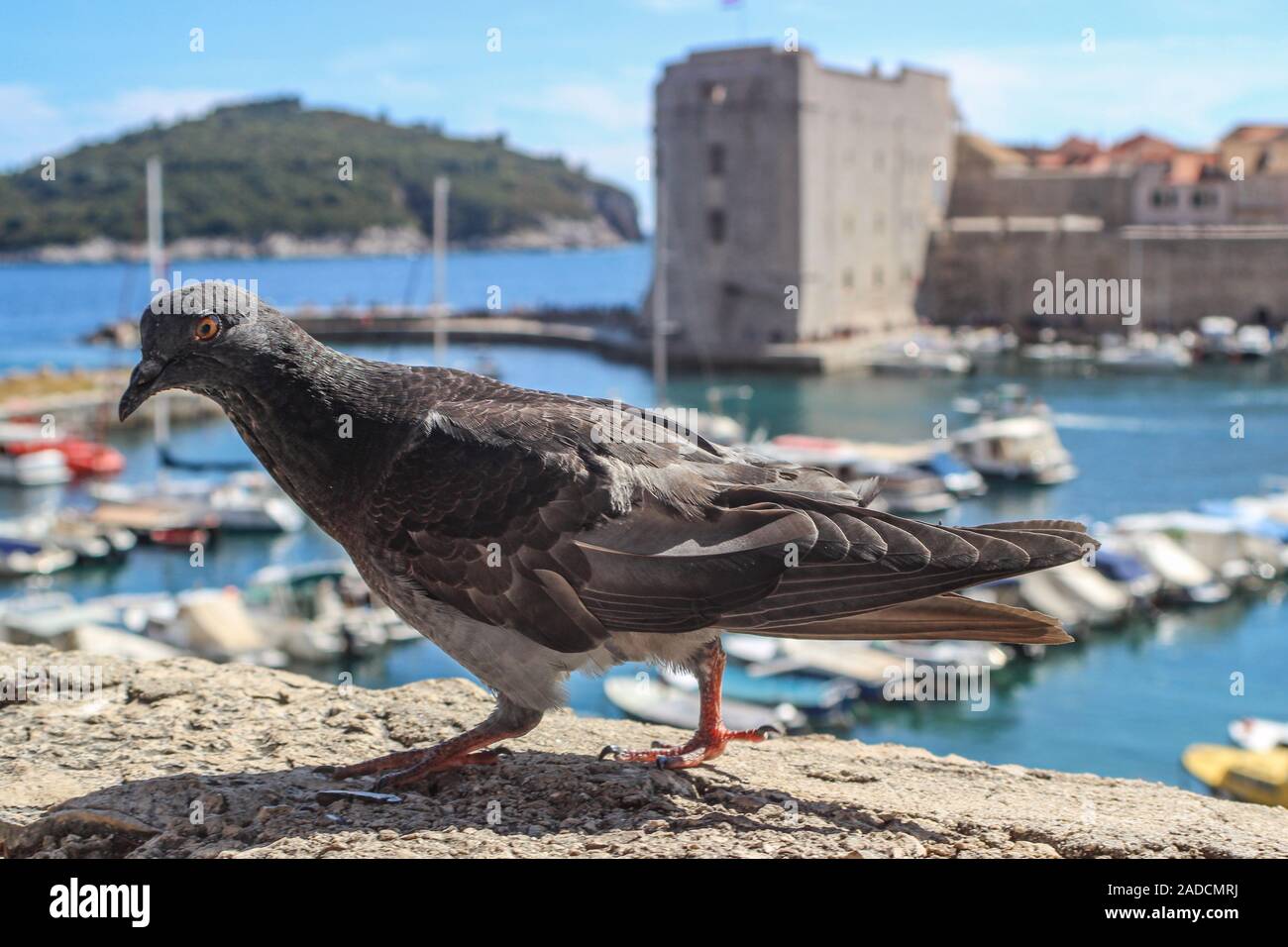 Paloma común en el frente, las murallas de la ciudad vieja en el fondo, en Dubrovnik, Croacia Foto de stock