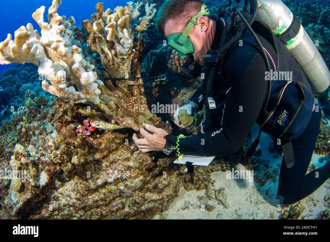 Un buzo investigador del MOC Marine Institute pegamentos rota atrás coral junto a Molokini Reserva Marina de la isla de Maui, Hawai. Este buceo Foto de stock