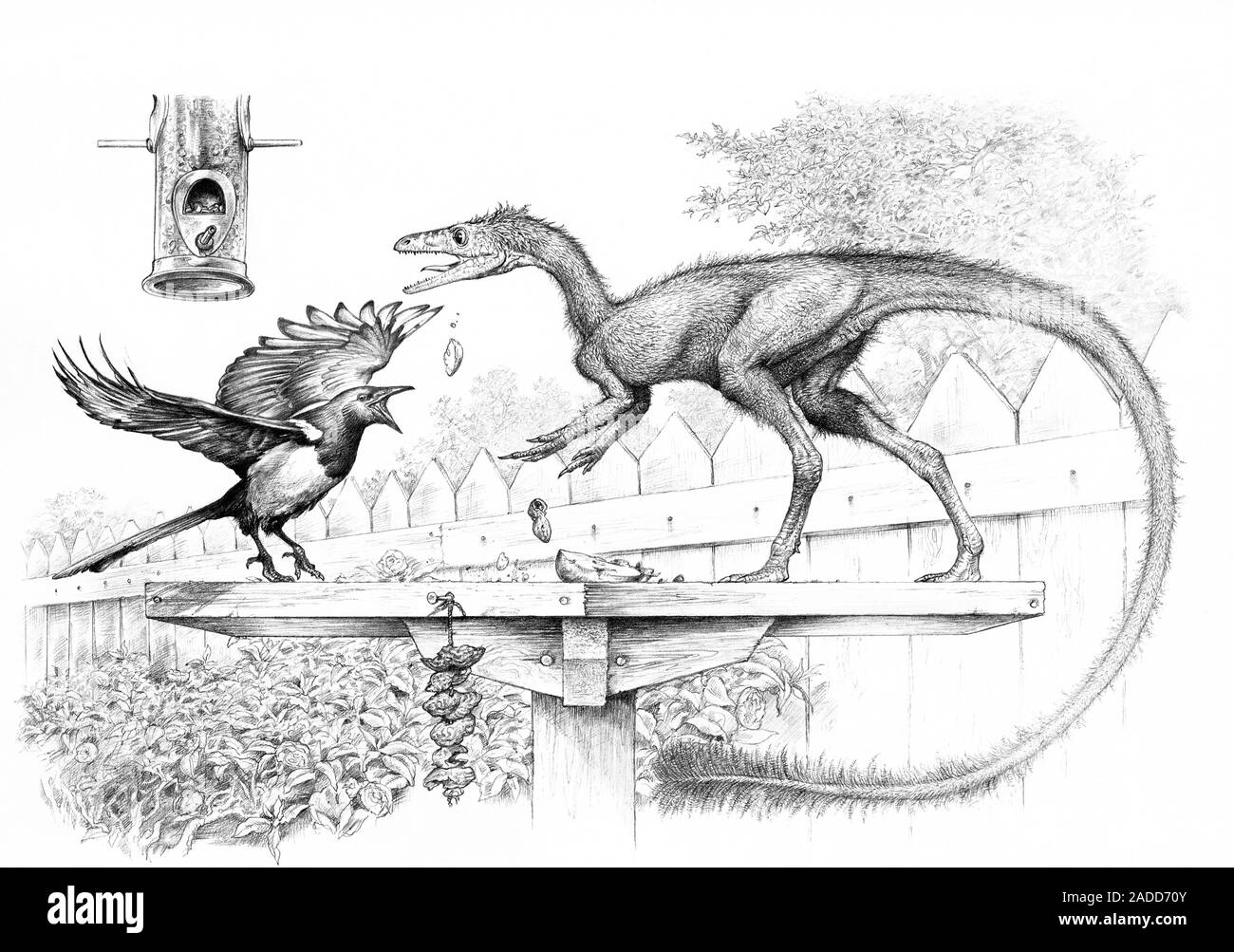 Urraca y raptor dinosaurio, Ilustración conceptual. La urraca (izquierda)  es un ejemplo de las aves modernas, todos de los cuales evolucionaron a  partir de dinosaurios con plumas. T Fotografía de stock -