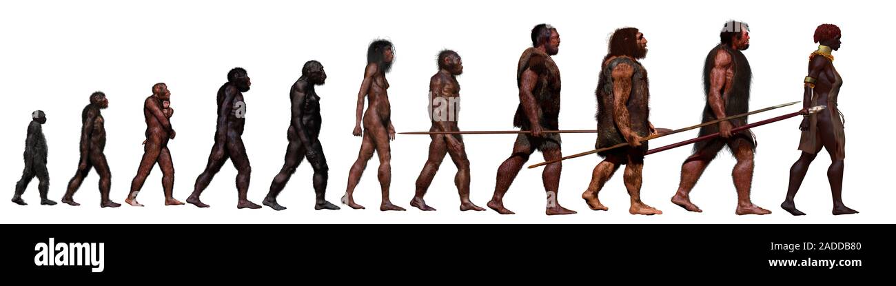 Las etapas de la evolución humana, la ilustración. De izquierda a derecha  son: Ardipithecus ramidus, fósiles, de los cuales han sido encontrados en  Aramis, Etiopía y fecha Fotografía de stock - Alamy
