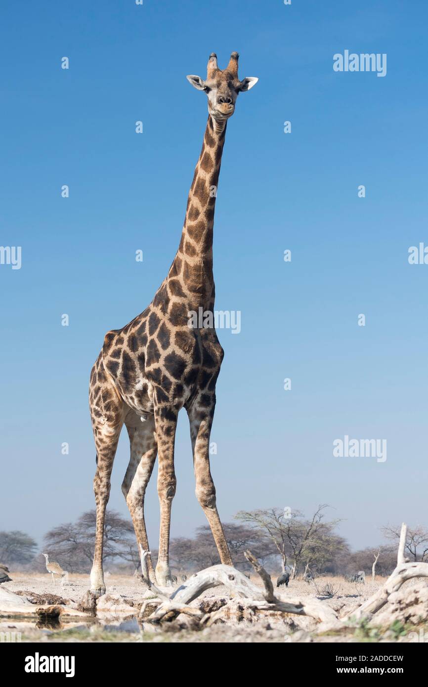 Jirafa (Giraffa camelopardalis). La Jirafa es el animal terrestre