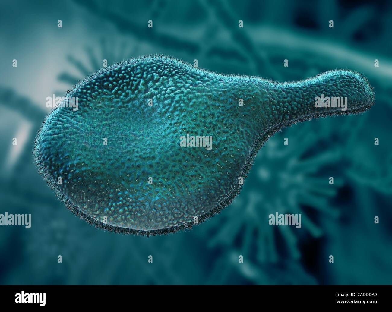 La Bacteria Mycoplasma Genitalium Ilustración M Genitalium Es Una