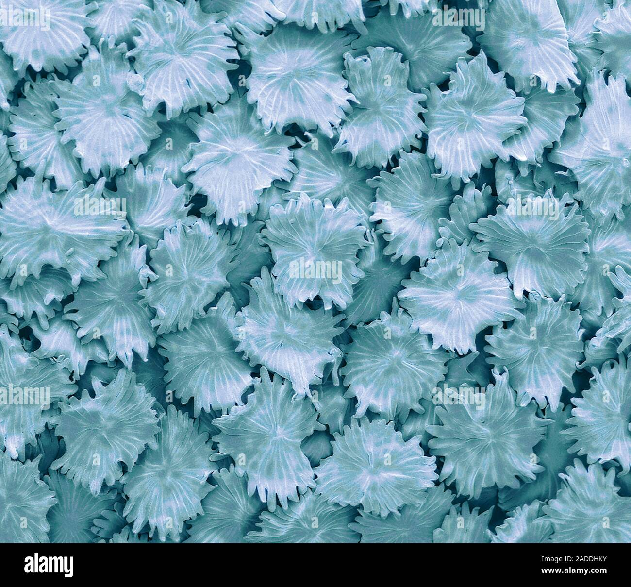 Hoja de olivo Color análisis micrografía de electrones (SEM