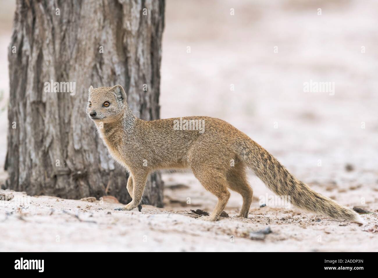Mangosta amarillo (Cynictis penicillata) en la arena del desierto por