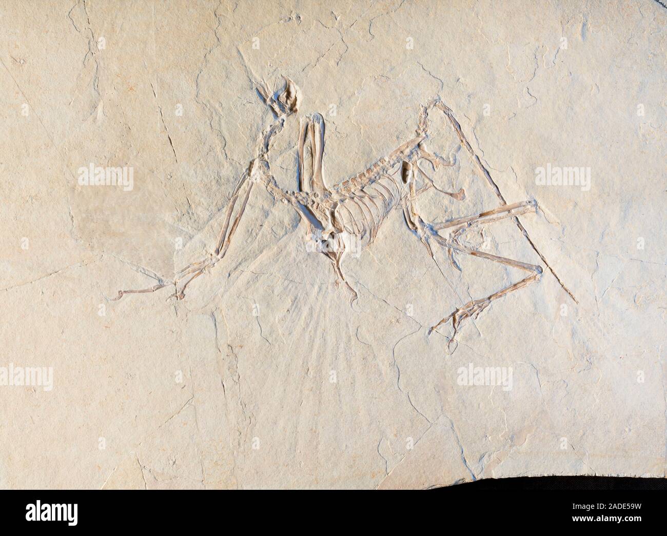 Archaeopteryx fósil. Archaeopteryx sp. de fósiles de dinosaurios