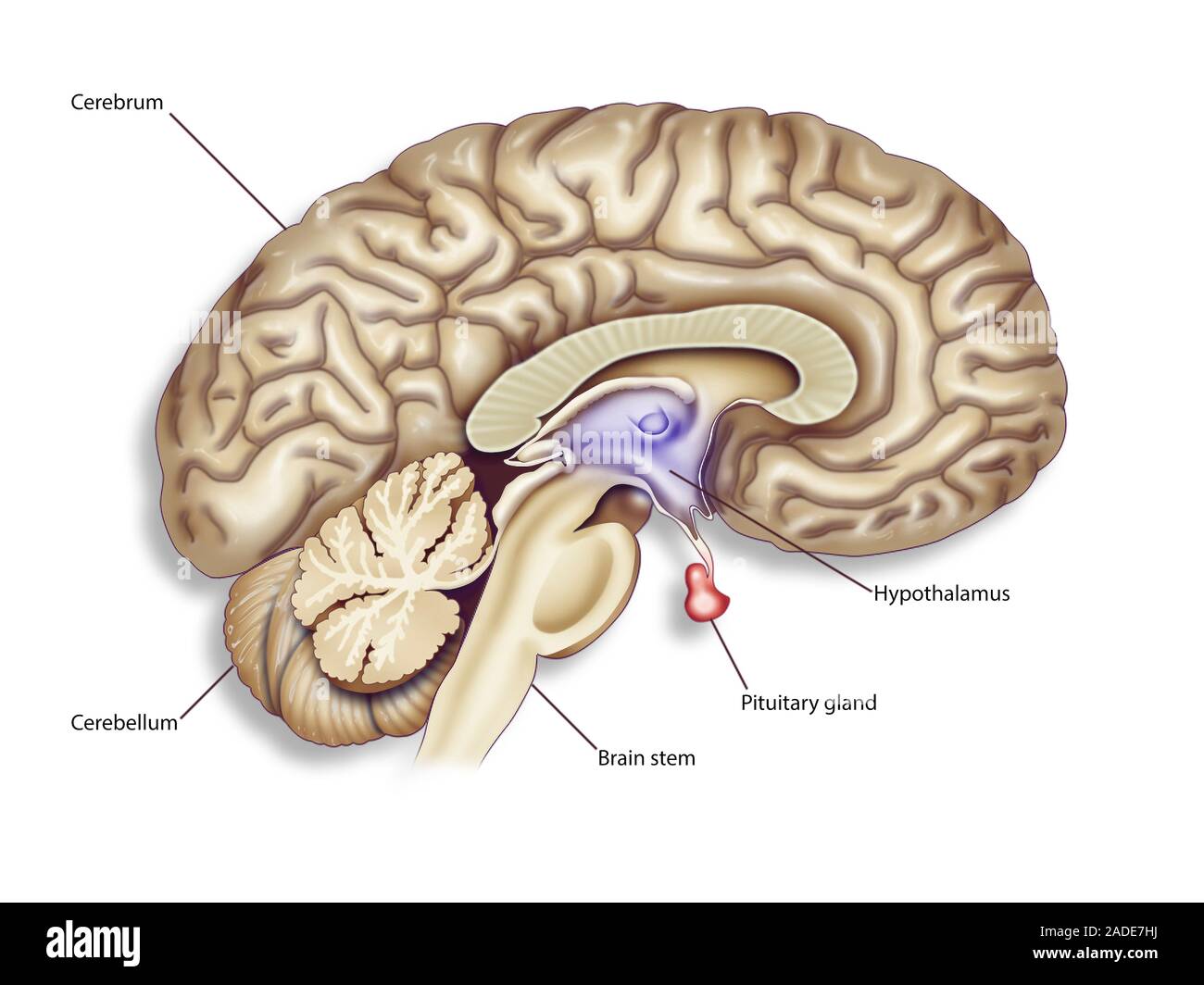 Anatomía del cerebro, la ilustración. La parte frontal del cerebro es justo  en esta línea media sección sagital. En la parte inferior izquierda, el  cerebelo y el tronco cerebral. La mayoría de