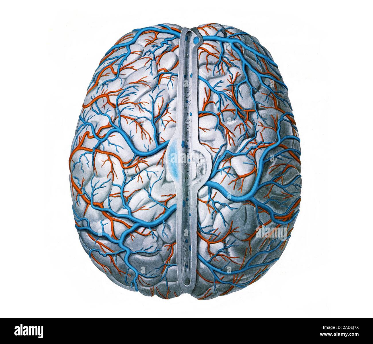 Ilustración de la anatomía de las venas y arterias del cerebro desde