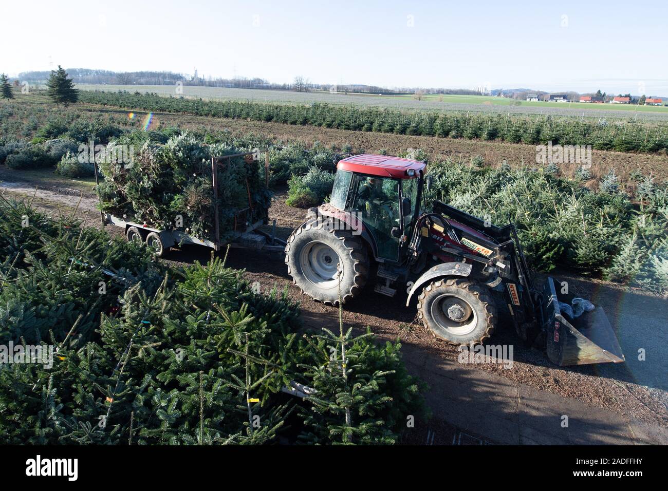 Kottmar, Alemania. 04 dic, 2019. Heiko Belger, ingeniero agrícola, tira de un remolque con árboles de Navidad recién cortadas en el Tannengut Belger con un tractor. El árbol de Navidad en Baviera la temporada comienza el 05 de diciembre. Crédito: Sebastian Kahnert/dpa-Zentralbild/dpa/Alamy Live News Foto de stock