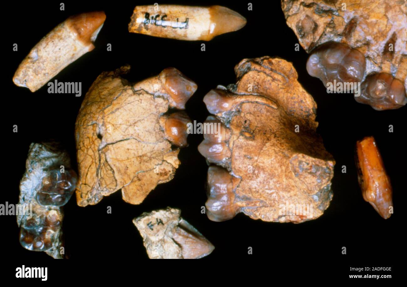 Colección de fragmentos mandibulares y dientes pertenecientes a ...