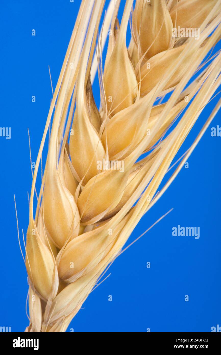Los granos de trigo (Triticum sp.). Se trata de una hierba de trigo, y es uno de los cereales