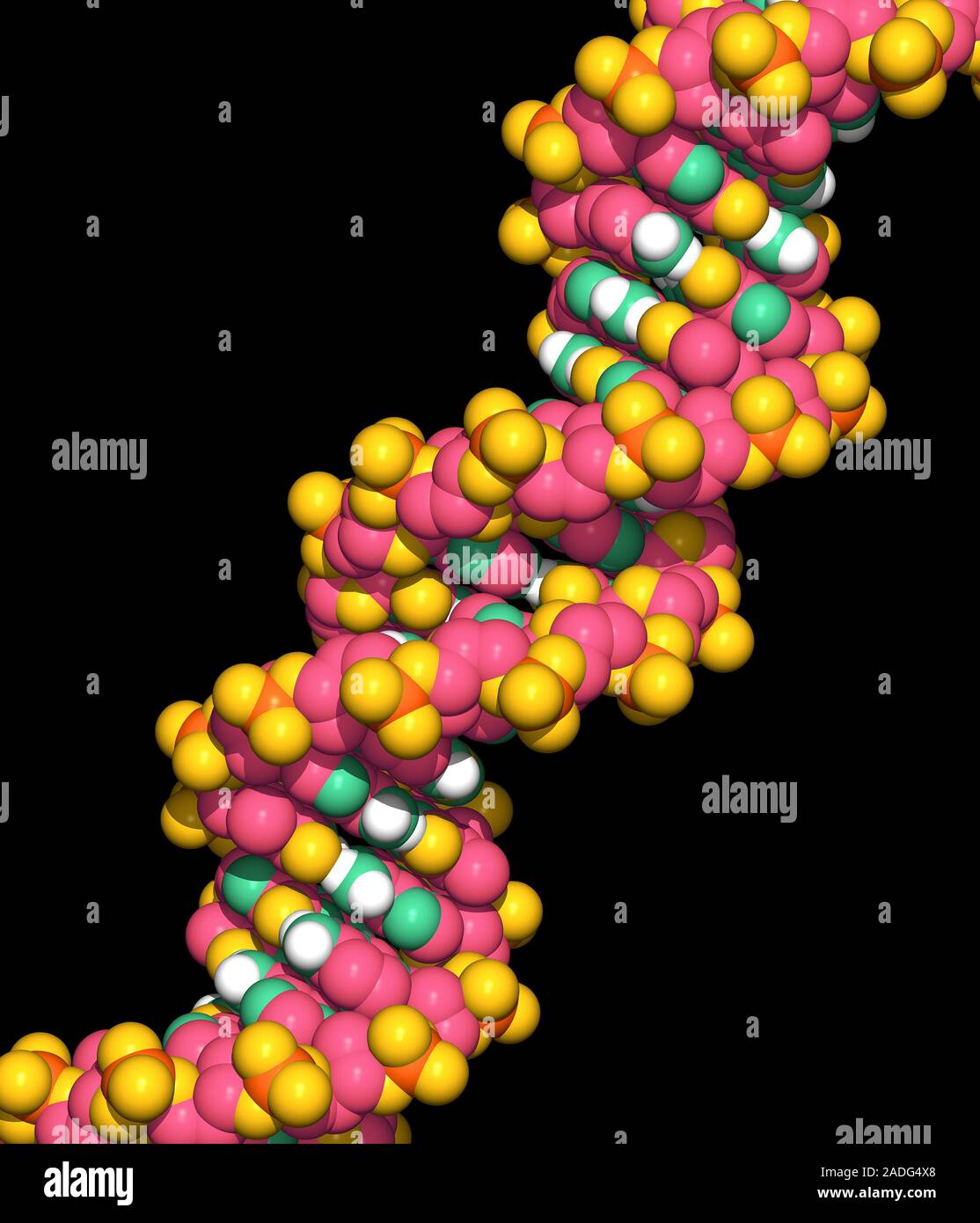 El ADN. El modelo de ordenador de parte de una molécula de ADN (ácido  desoxirribonucleico). El ADN es la molécula que controla el crecimiento y  desarrollo de todos los que viven t