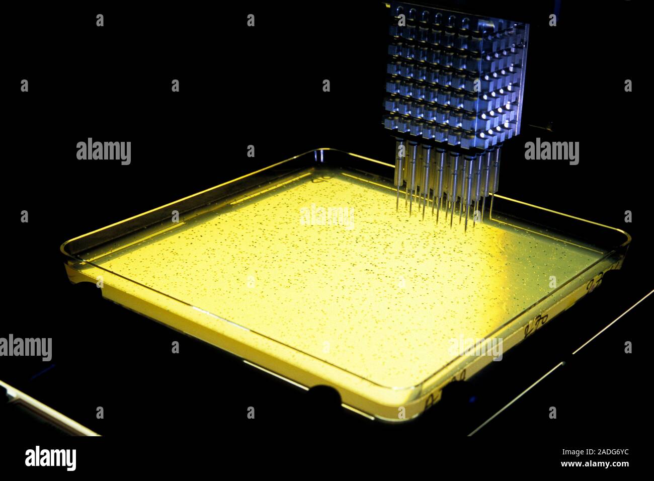 Clonación de ADN en la investigación genética. La clonación genética