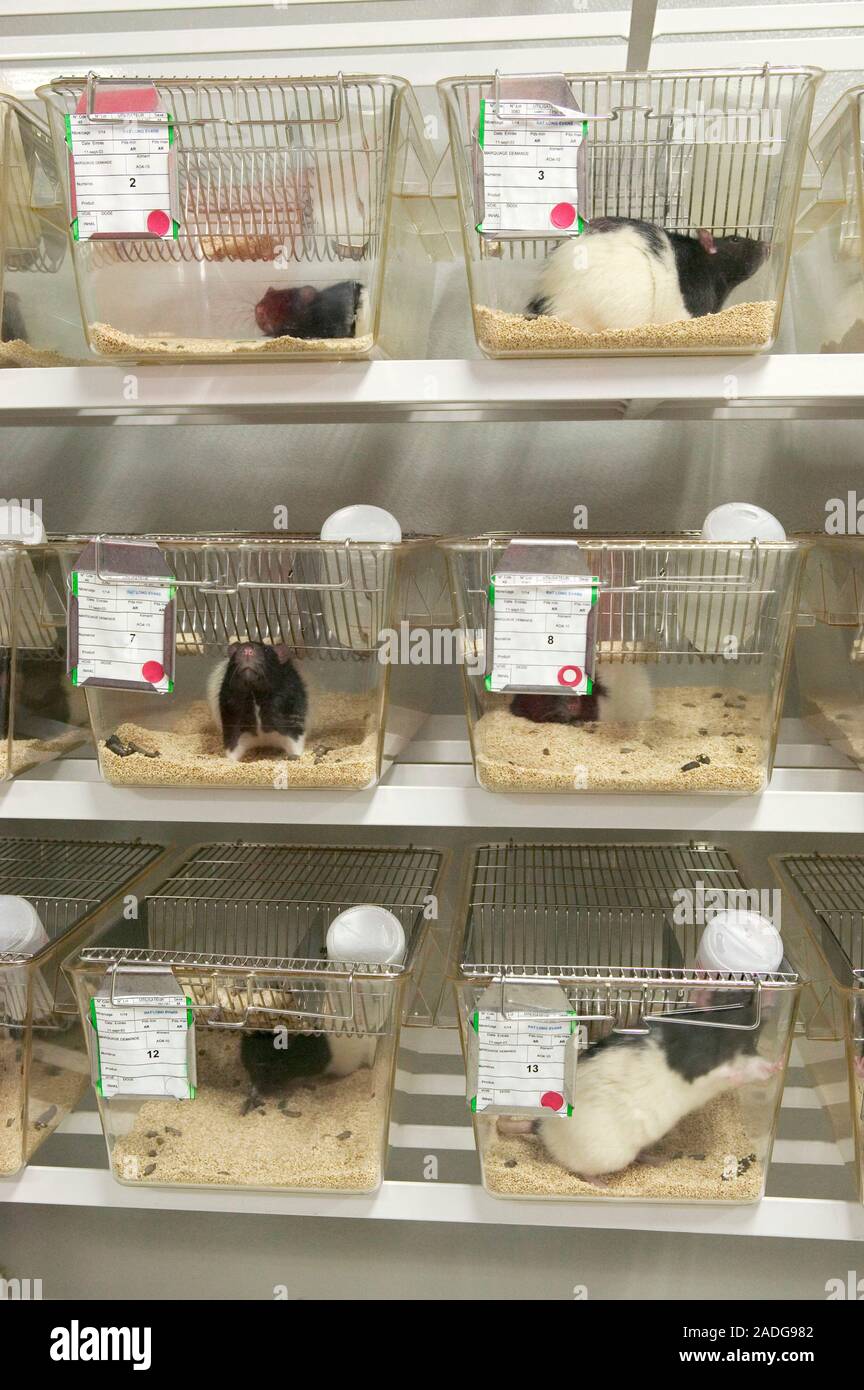 Las ratas de laboratorio en jaulas. Las ratas de laboratorio son utilizados  en la investigación médica, ya que son fáciles de criar y examinar. Estas  ratas han sido genéticamente mo Fotografía de