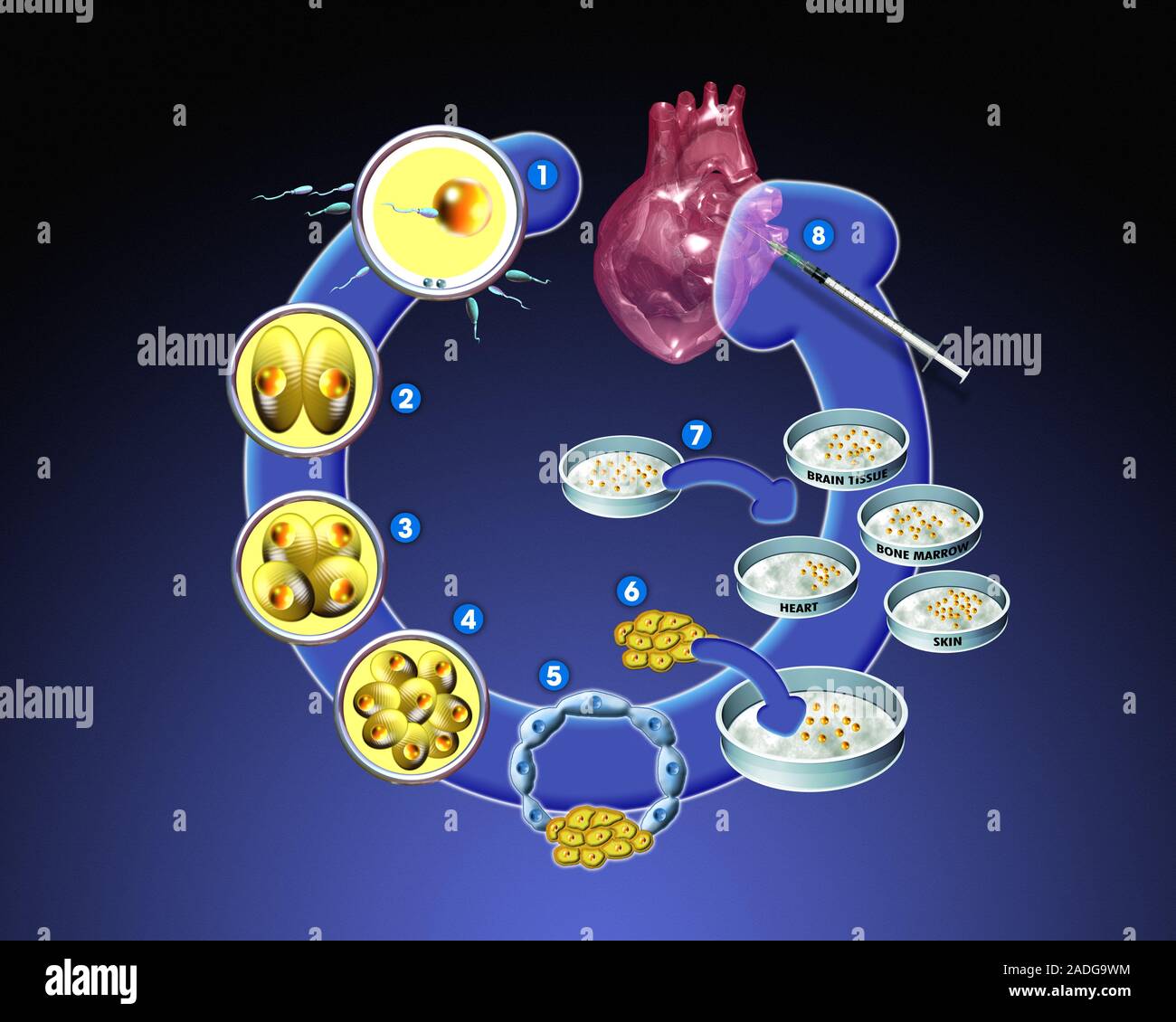 клонирование методом переноса ядра соматической клетки. клонирование гибридомных клеток методы. репродуктивное клонирование схема. клеточные биотехнологии. клонирование клетки схема.