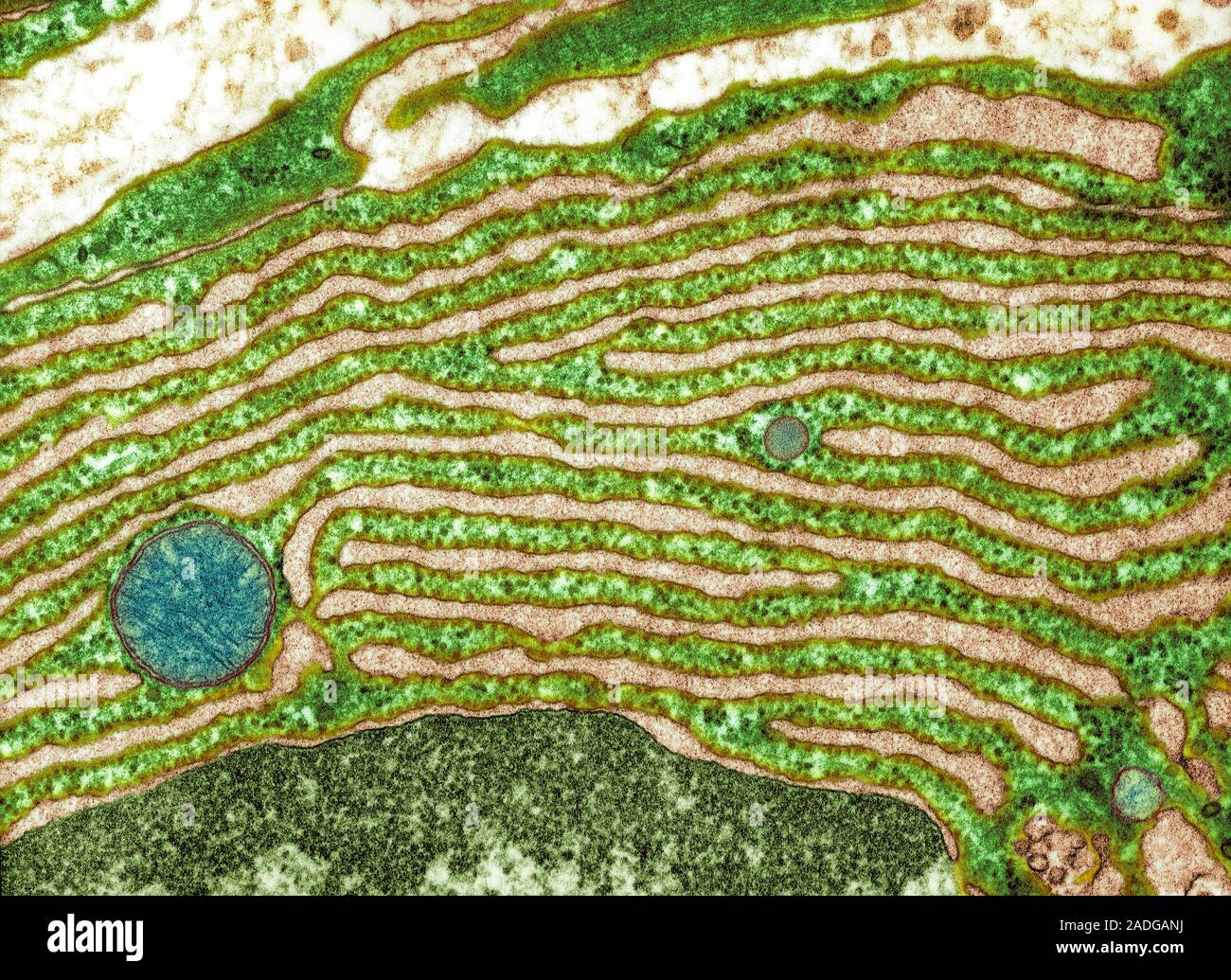Retículo endoplásmico rugoso. Color micrógrafo electrónico de transmisión  (TEM) de retículo endoplásmico rugoso (RER, verde), mostrando la membrana  larga-bound Fotografía de stock - Alamy