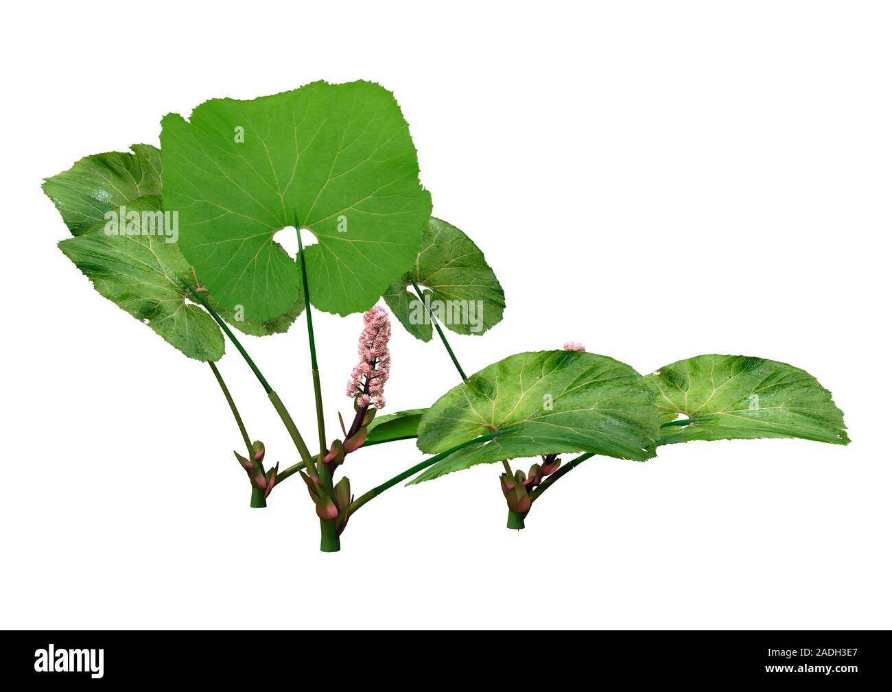 Representación 3D de una o butterburs coltsfoots Petasites o planta con flores aisladas sobre fondo blanco. Foto de stock