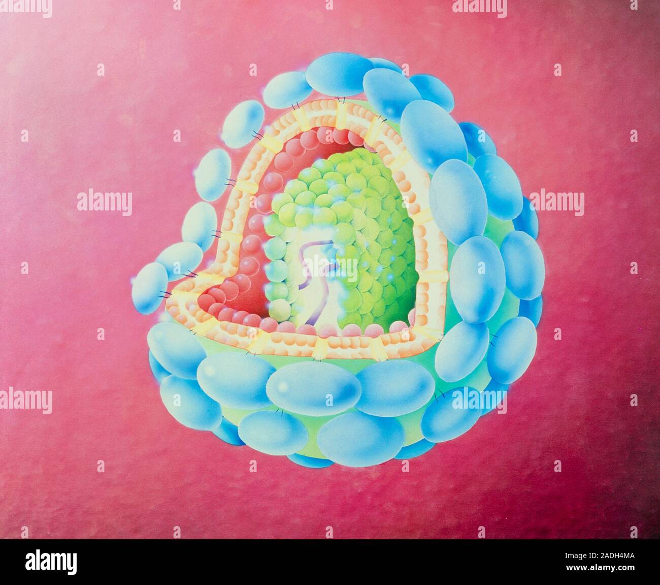 El virus del SIDA. Ilustración seccionada de un virus de la