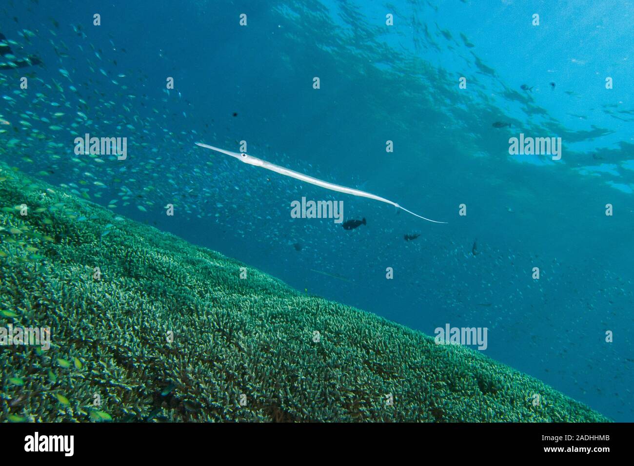 Los arrecifes de coral tropicales submarinos Foto de stock