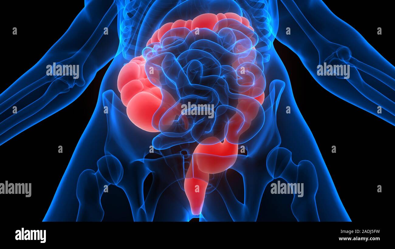 Intestino grueso forma parte de la Anatomía del sistema digestivo humano X-ray 3D rendering Foto de stock