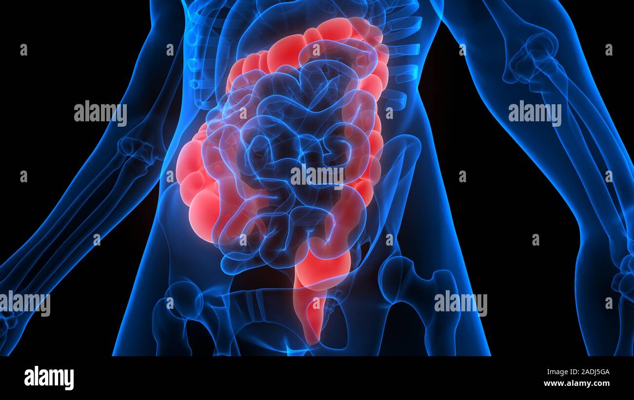 Intestino grueso forma parte de la Anatomía del sistema digestivo humano X-ray 3D rendering Foto de stock