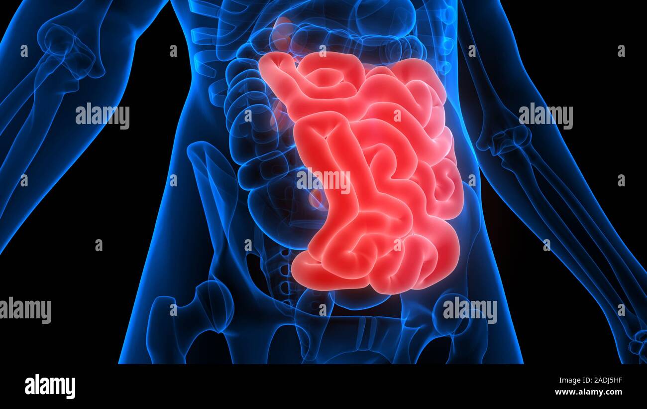 El intestino delgado forma parte de la Anatomía del sistema digestivo humano X-ray 3D rendering Foto de stock