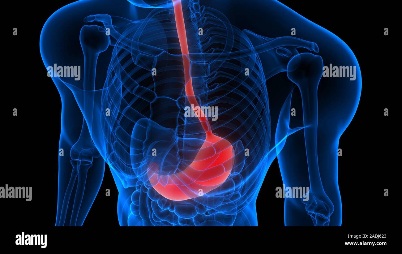 Estómago forma parte de la Anatomía del sistema digestivo humano X-ray 3D rendering Foto de stock