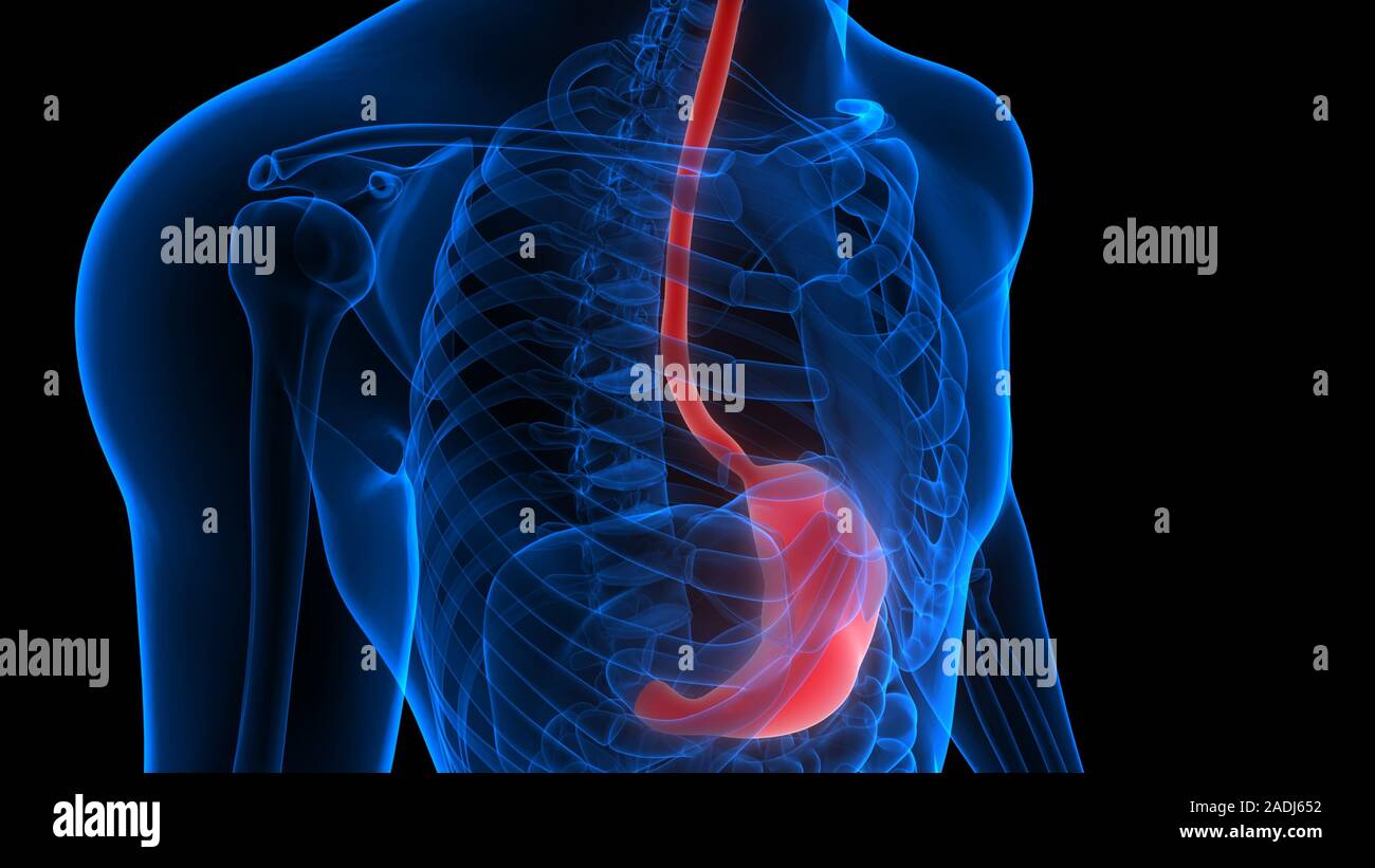Estómago forma parte de la Anatomía del sistema digestivo humano X-ray 3D rendering Foto de stock