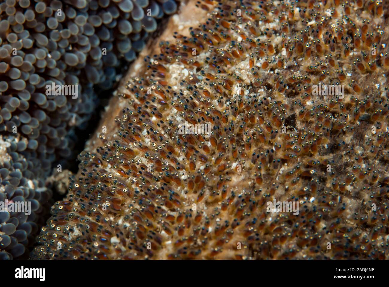 Anemonefish (o pez payaso) viven en simbiosis con las anémonas de mar.depositan sus huevos cerca de la anémona. Foto de stock