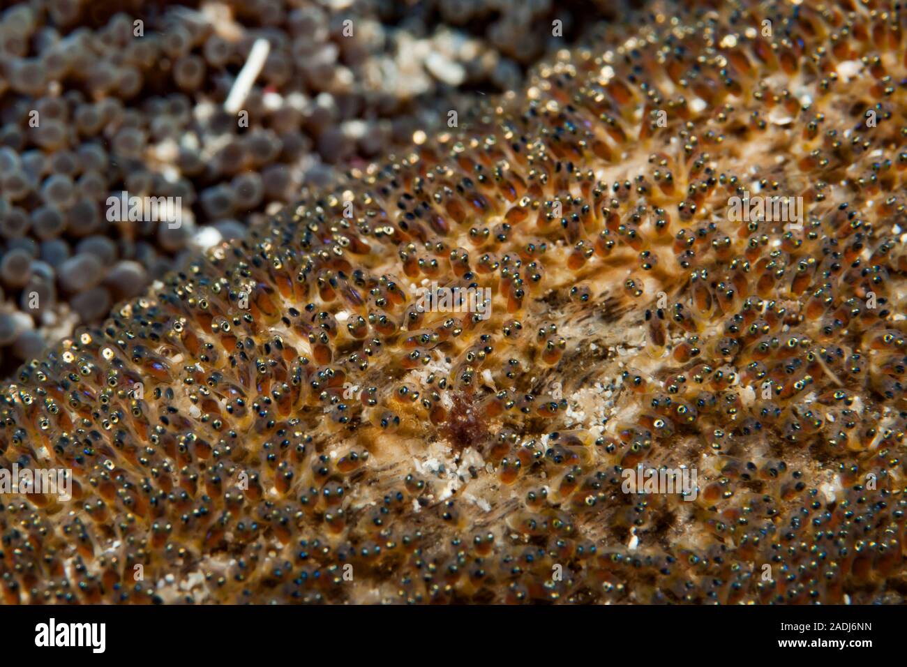 Anemonefish (o pez payaso) viven en simbiosis con las anémonas de mar.depositan sus huevos cerca de la anémona. Foto de stock