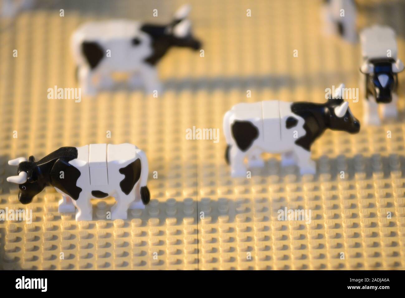 Grupo de vacas de Lego Fotografía de stock - Alamy