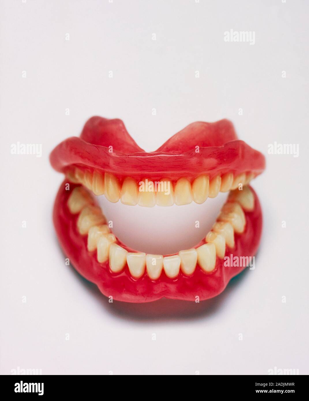 Los dientes postizos. Dos conjuntos de dientes falsos inferior o dentaduras  postizas. Los dientes postizos se utilizan para reemplazar dientes en  pacientes cuyos propios dientes han caído o han sido remo Fotografía