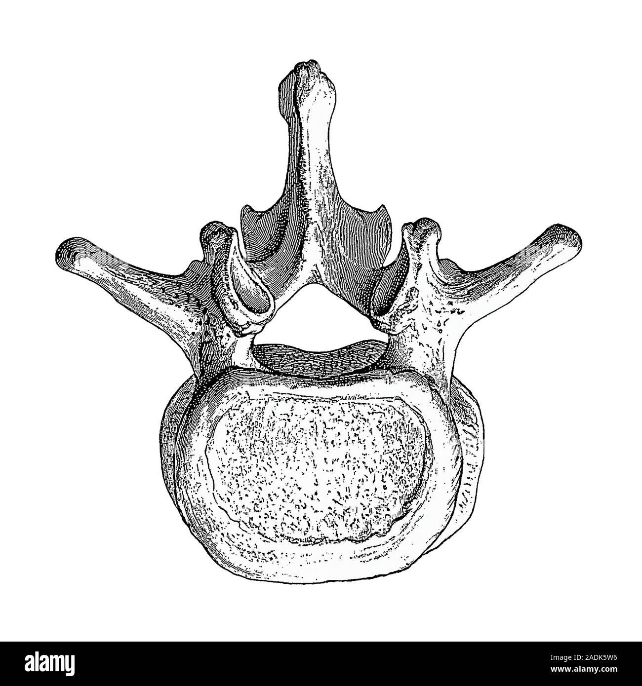 Vértebra Ilustración Histórica De Una Vértebra Hueso Vertebral Visto Desde Arriba La Parte 2488