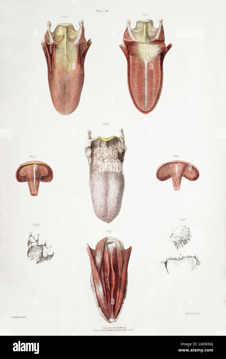 Anatomía de la lengua. Ilustraciones anatómicas histórica de una lengua