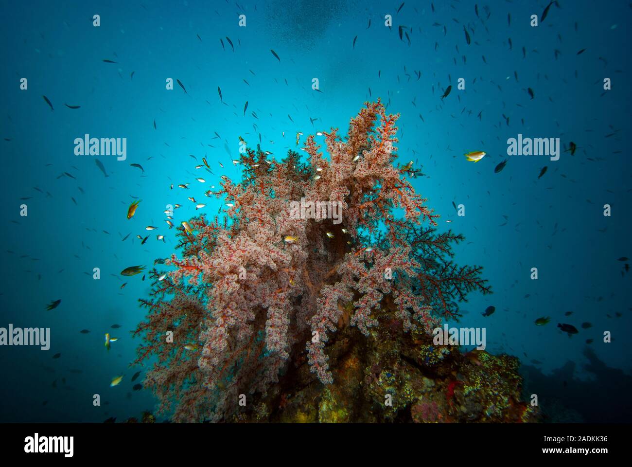 La biodiversidad marina tropical en el triángulo de coral de Indonesia. El paisaje submarino de arrecifes de coral Foto de stock