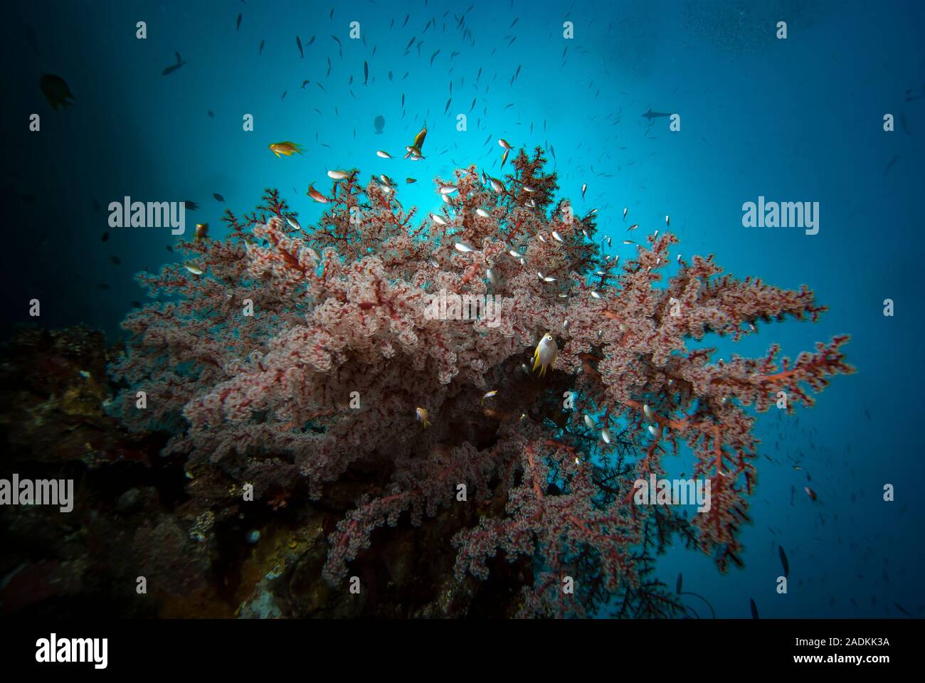 La biodiversidad marina tropical en el triángulo de coral de Indonesia. El paisaje submarino de arrecifes de coral Foto de stock