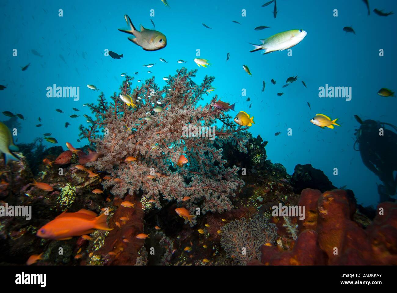 La biodiversidad marina tropical en el triángulo de coral de Indonesia. El paisaje submarino de arrecifes de coral Foto de stock