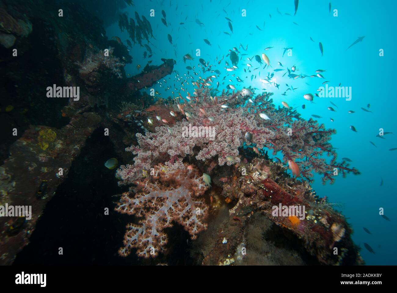 La biodiversidad marina tropical en el triángulo de coral de Indonesia. El paisaje submarino de arrecifes de coral Foto de stock