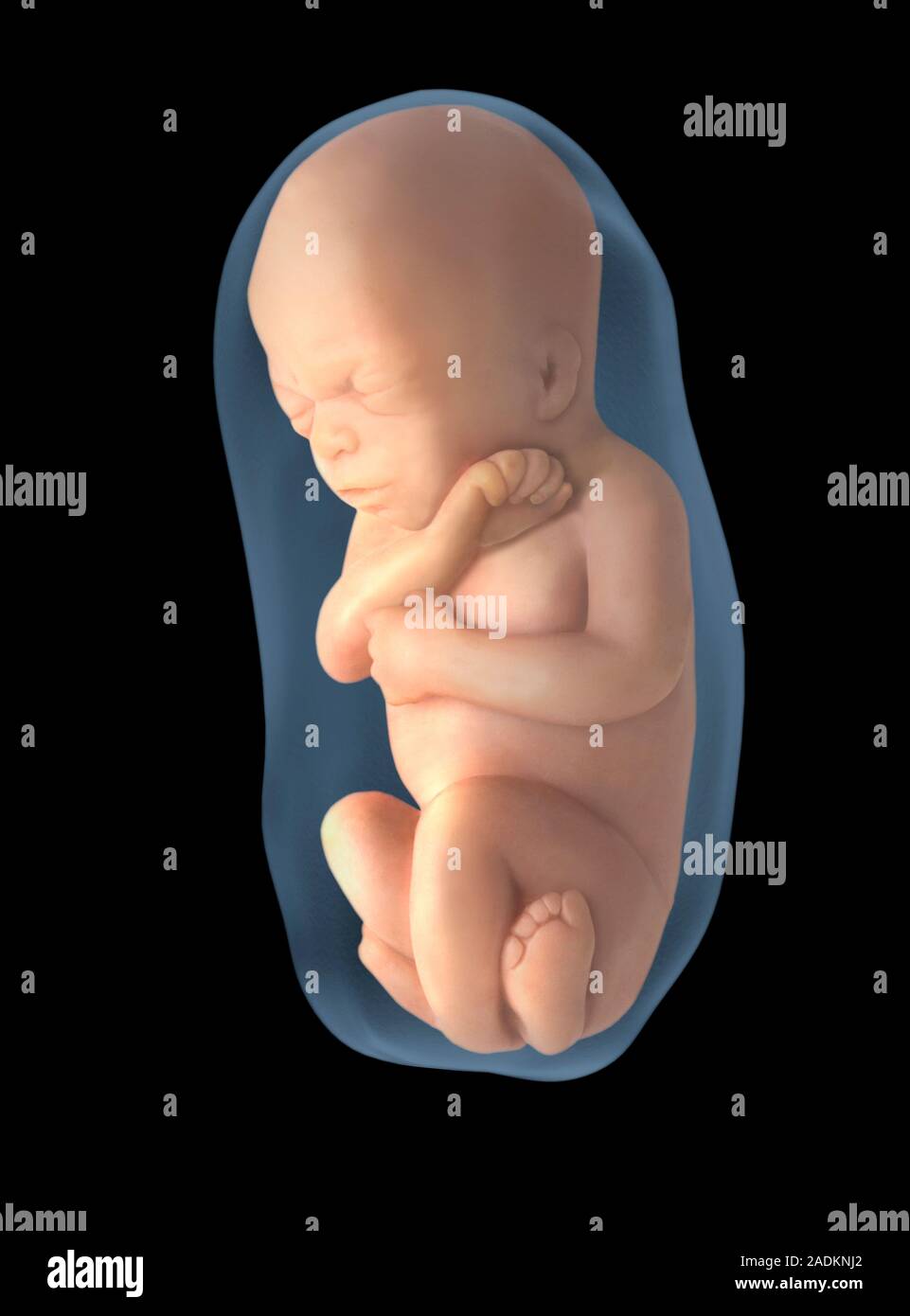 El feto. Ilustración de un feto humano tras 6 meses de desarrollo. Es visto en el saco amniótico El feto. Ilustración de un feto humano tras 6 meses de desarrollo. Es visto en el saco amniótico