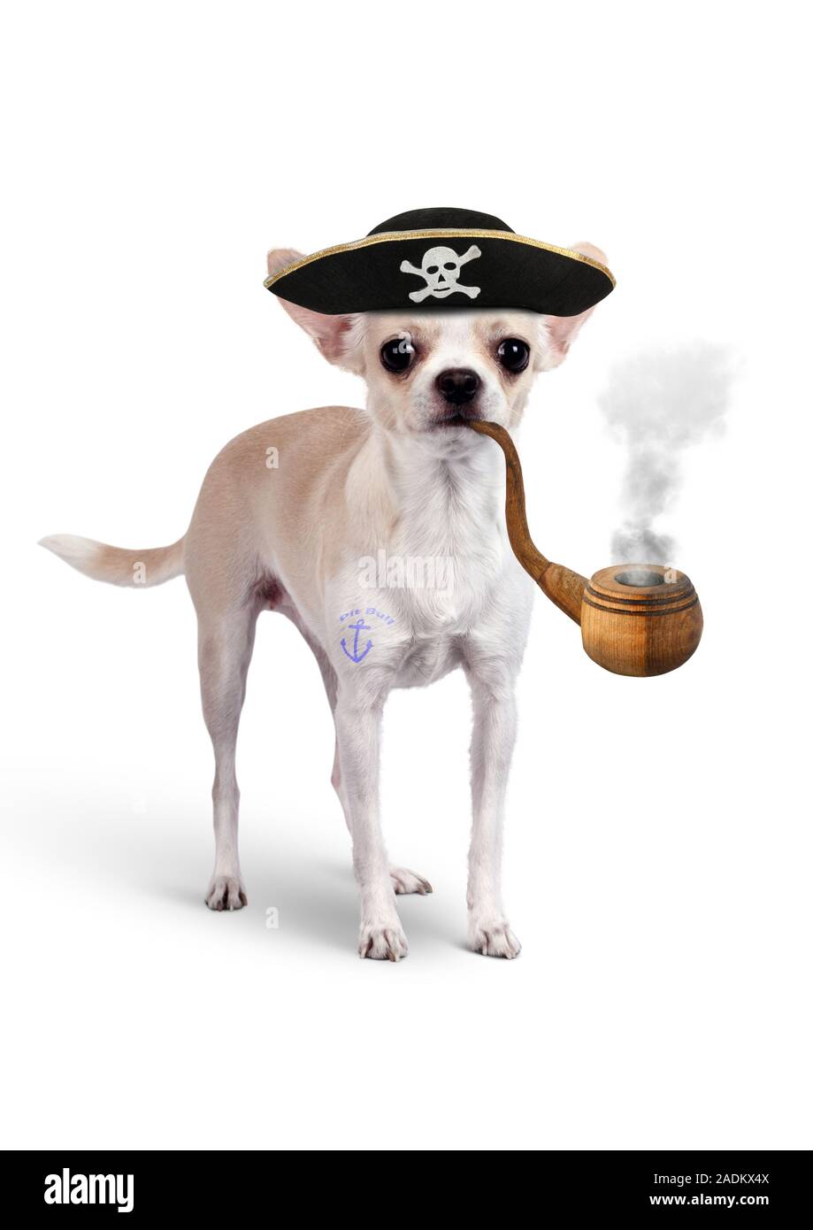 Animales divertido pirata, perro con sombrero y tubo de tabaco Foto de stock