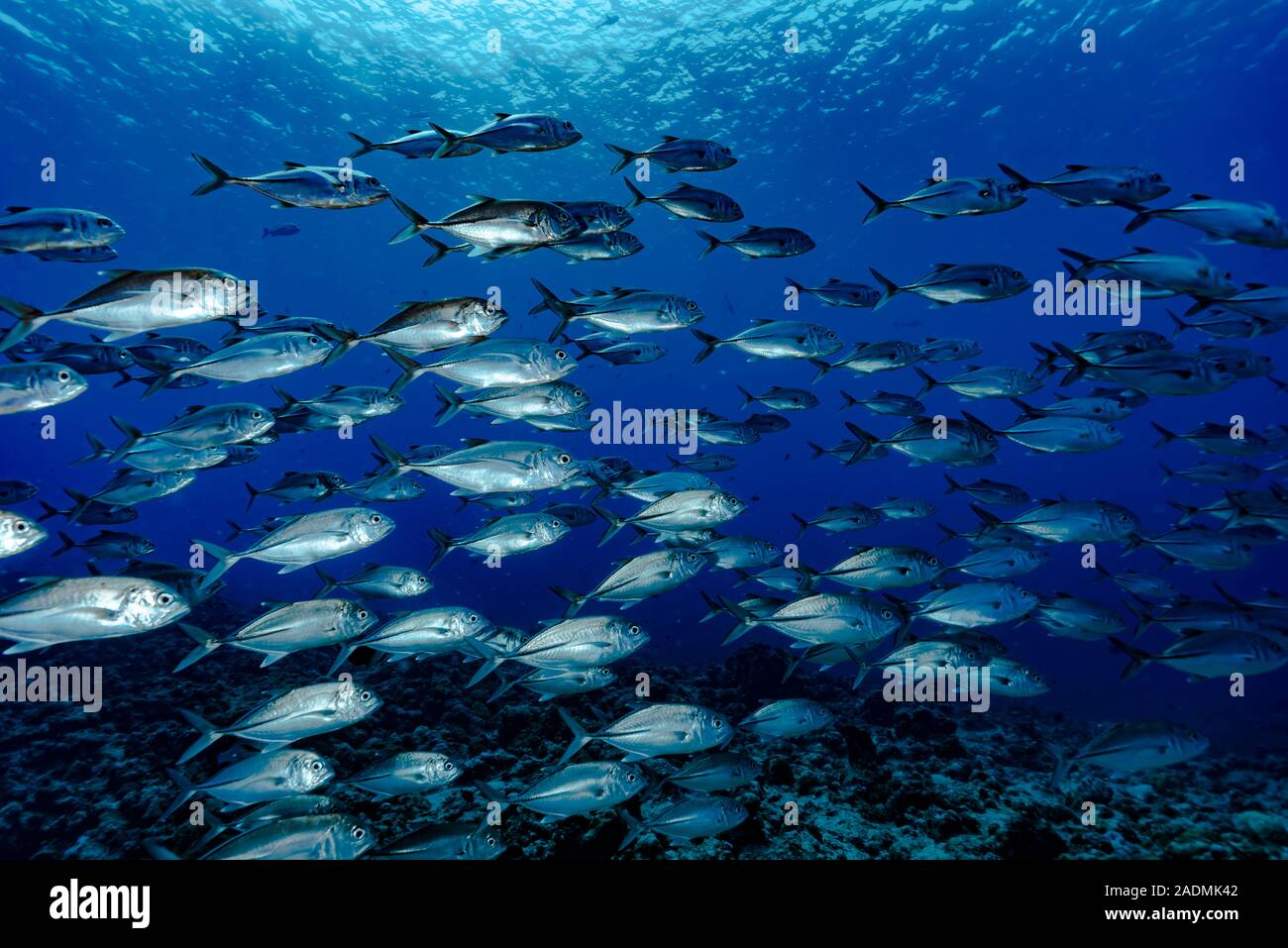 Escuela de jureles patudo Caranx sexfasciatus Foto de stock