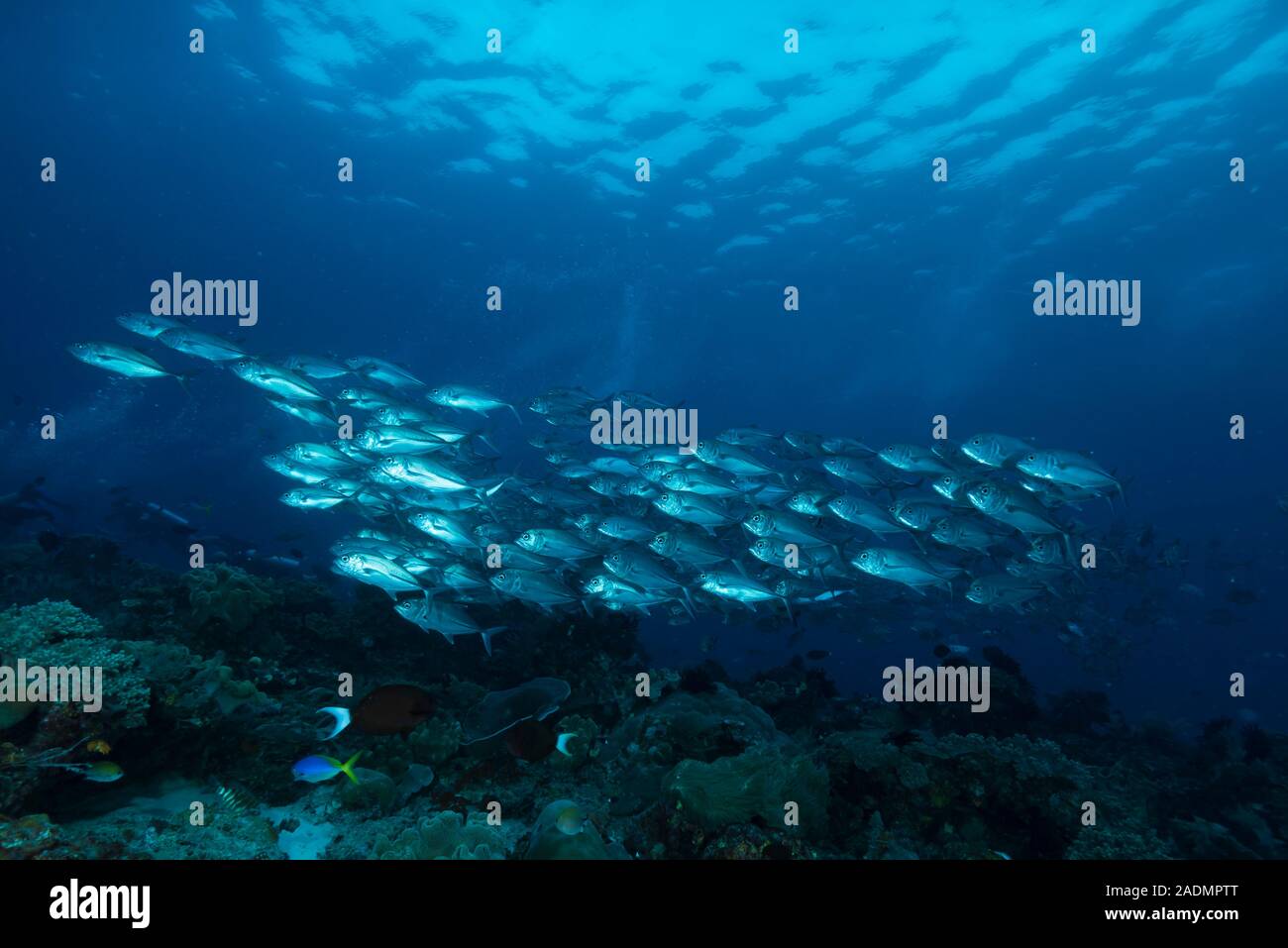 Escuela de jureles patudo Caranx sexfasciatus Foto de stock