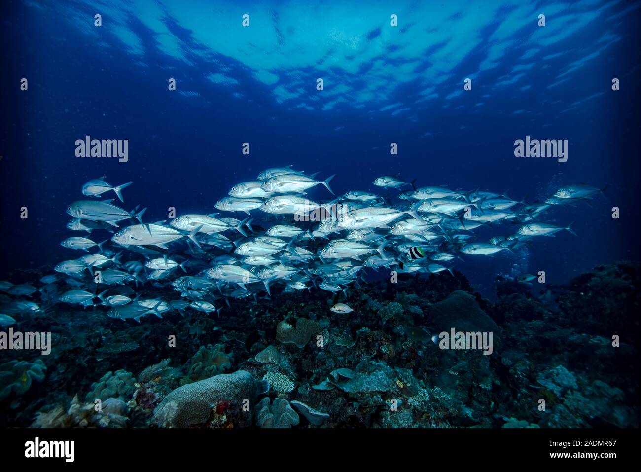 Trevally Escuela Raja Ampat Foto de stock