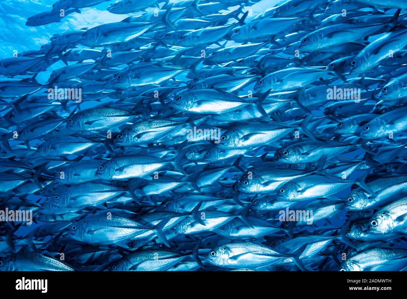 Caranx sexfasciatus jureles patudo Foto de stock