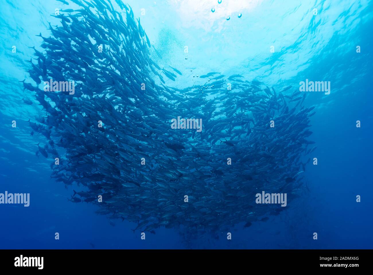 Caranx sexfasciatus jureles patudo Foto de stock