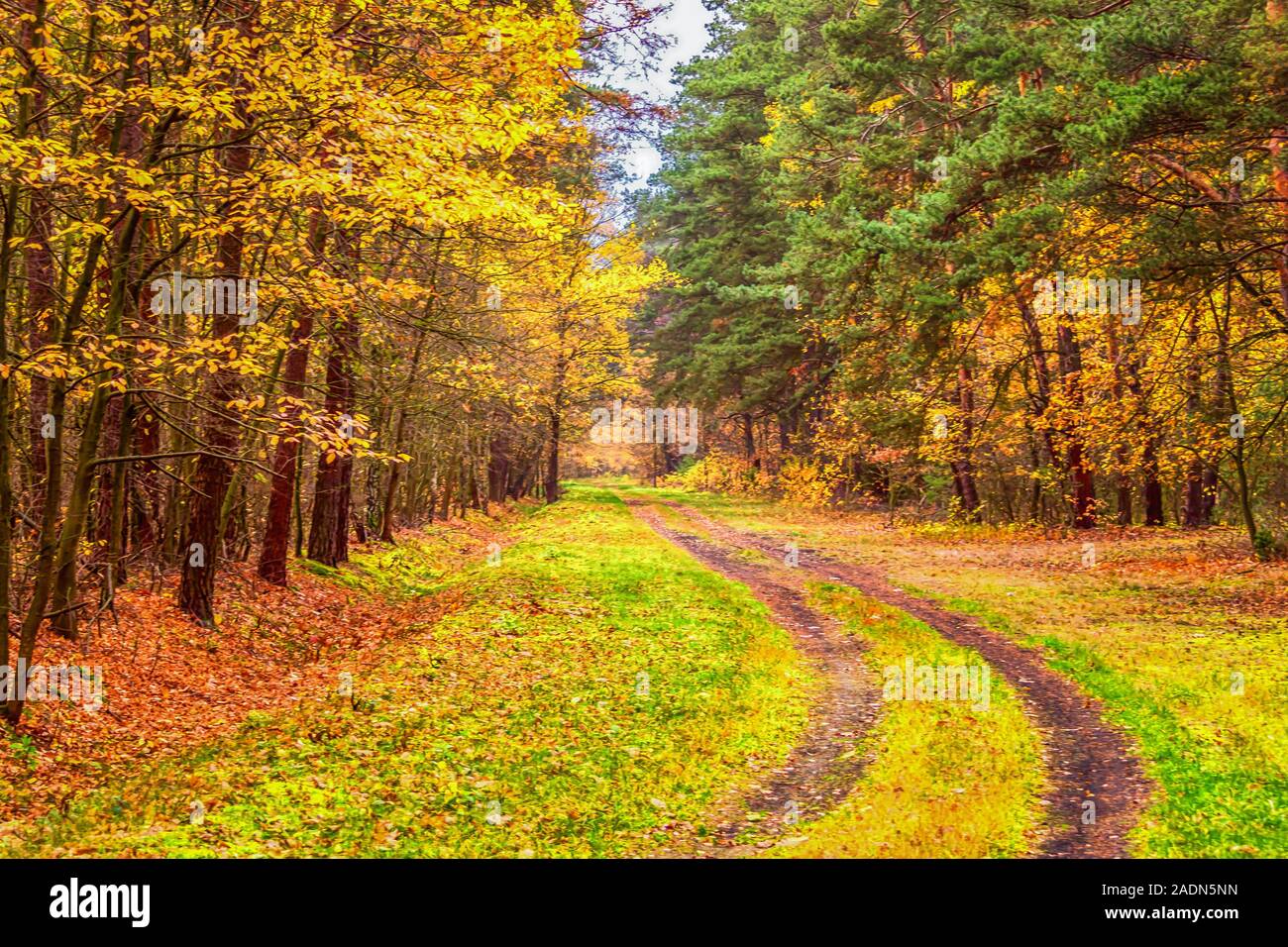 Naturaleza en otoño, los hermosos colores de la naturaleza. Foto de stock