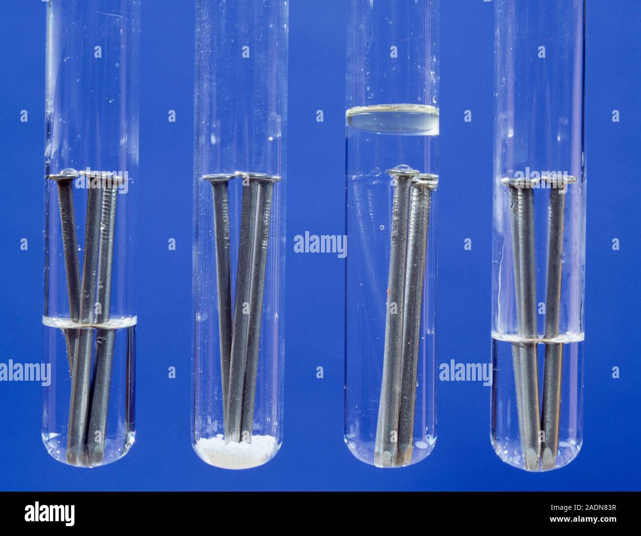Experimento de óxido. Imagen 1 de 2. Clavos de hierro en tubos de ensayo  bajo condiciones diferentes: el agua y el aire (extremo izquierdo), agente  de secado (izquierda), agua destilada top Fotografía