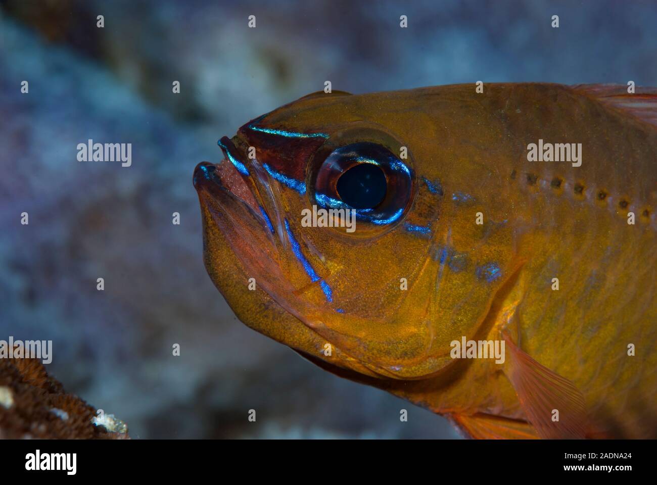 Fleurieu Ostorhinchus Ring-Tail Cardinalfish Foto de stock