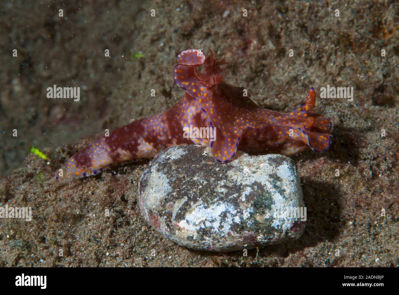 Fotografía de vida marina submarina, criaturas marinas Foto de stock